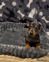 Miniature Dachshund dogs - Advert 7