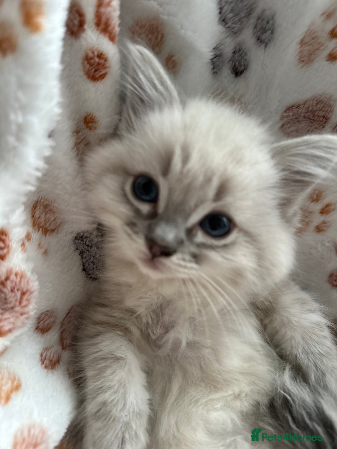 Ragdoll cats for sale: Gorgeous ragdoll kittens  - Advert 1