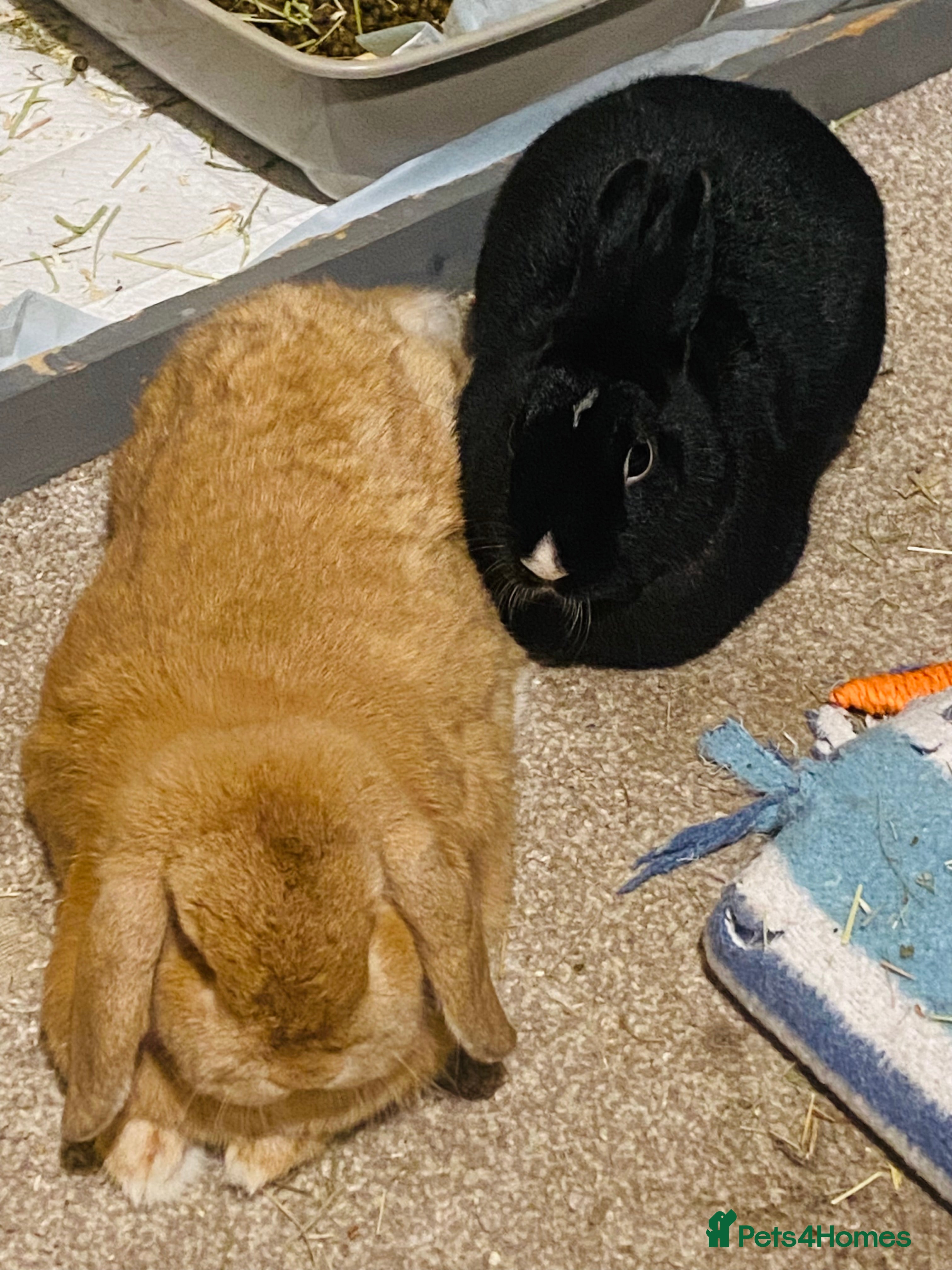 Mixed Breed rabbits Bunny couple looking for a forever home. - Advert 2