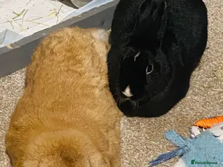 Mixed Breed rabbits Bunny couple looking for a forever home. - Advert 2