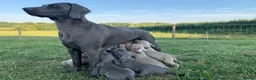 Weimaraner dogs for sale: 1 x SILVER FEMALE LEFT KC Reg Working SILVER - Advert 10