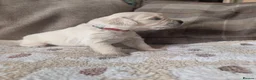 Golden Retriever dogs for sale: Adventure-Ready Golden Retriever Puppies 🐾 - Advert 9