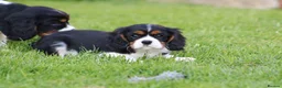 Cavalier King Charles Spaniel dogs for sale: Beautiful Cavalier King Charles Spaniel puppies - Advert 14