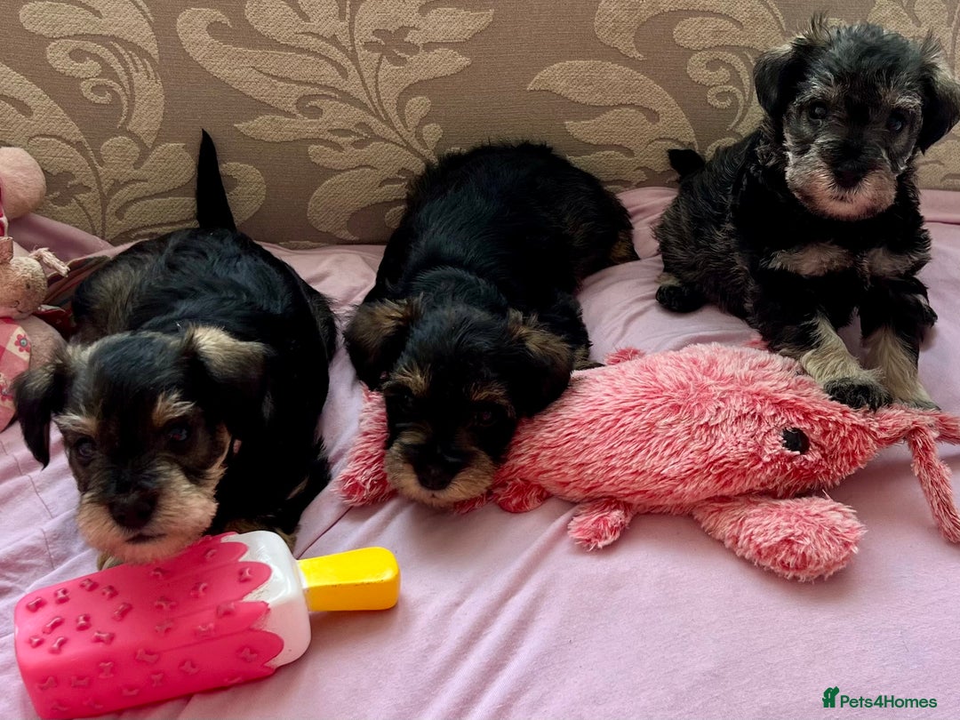 Schnoodle dogs for sale: 🐾🐶Stunning Schnoodles🐶🐾 - Image 3