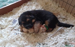 German Shepherd dogs for sale: 2 Beautiful Female German Shepherd Puppies - Image 1