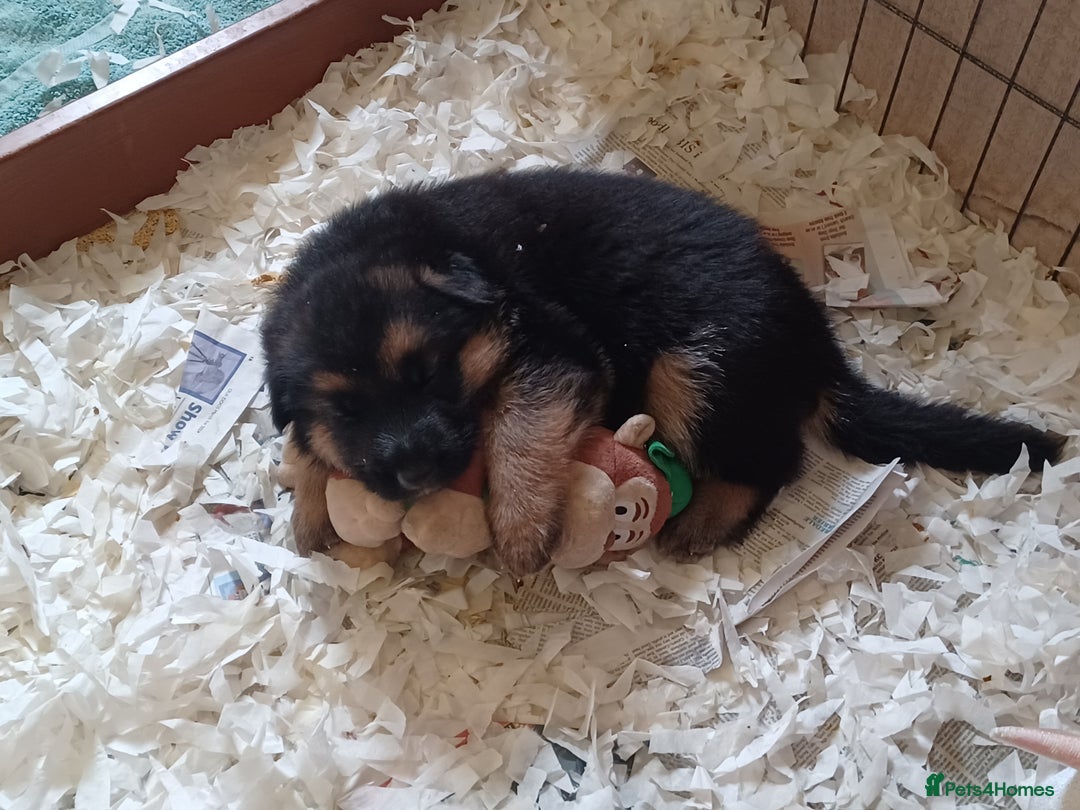 German Shepherd dogs for sale: 2 Beautiful Female German Shepherd Puppies - Image 1