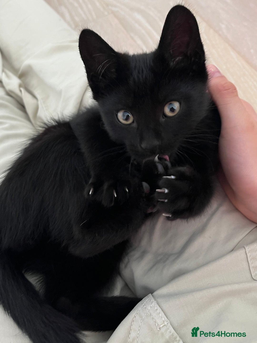 Domestic Shorthair cats for sale: Cuddly and affectionate black domestic shorthair in Oxford - Image 1