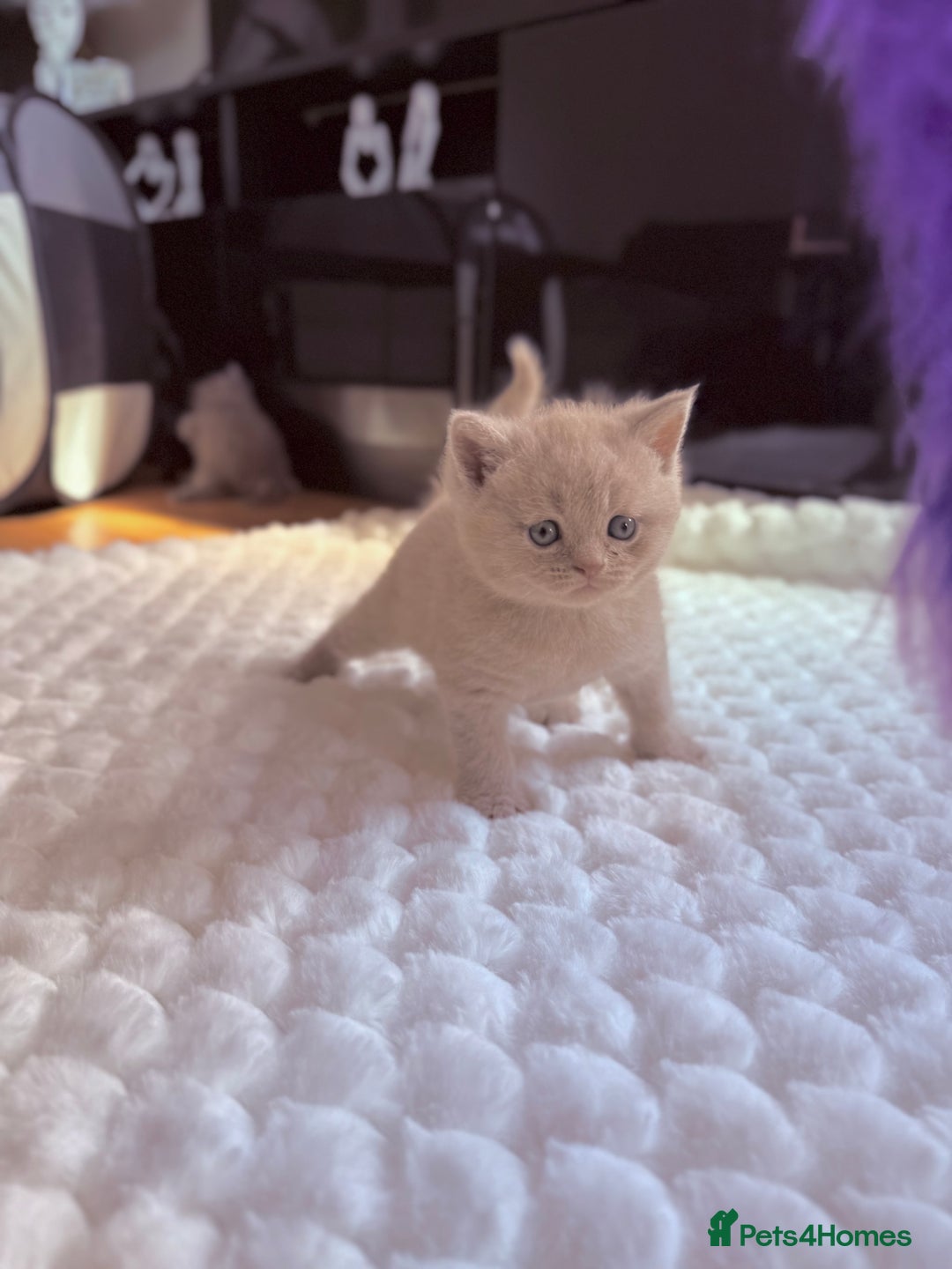 Scottish Fold cats for sale: Scottish straight - Image 32
