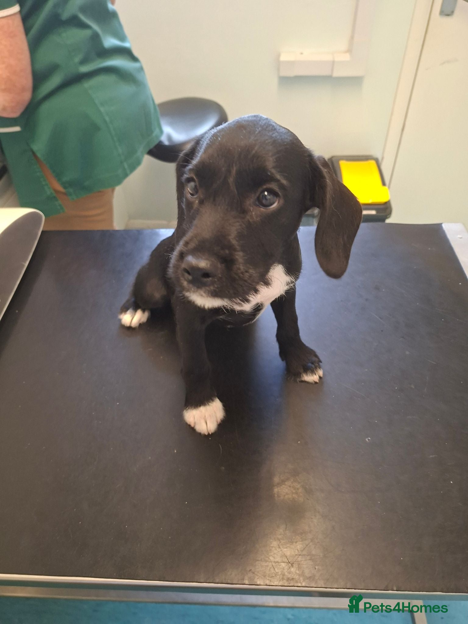 Mixed Breed dogs Fully vaccinated Cockerjack puppies - Advert 1