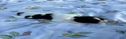English Springer Spaniel dogs for sale: 9 beautiful springer puppies seeking forever home - Advert 6