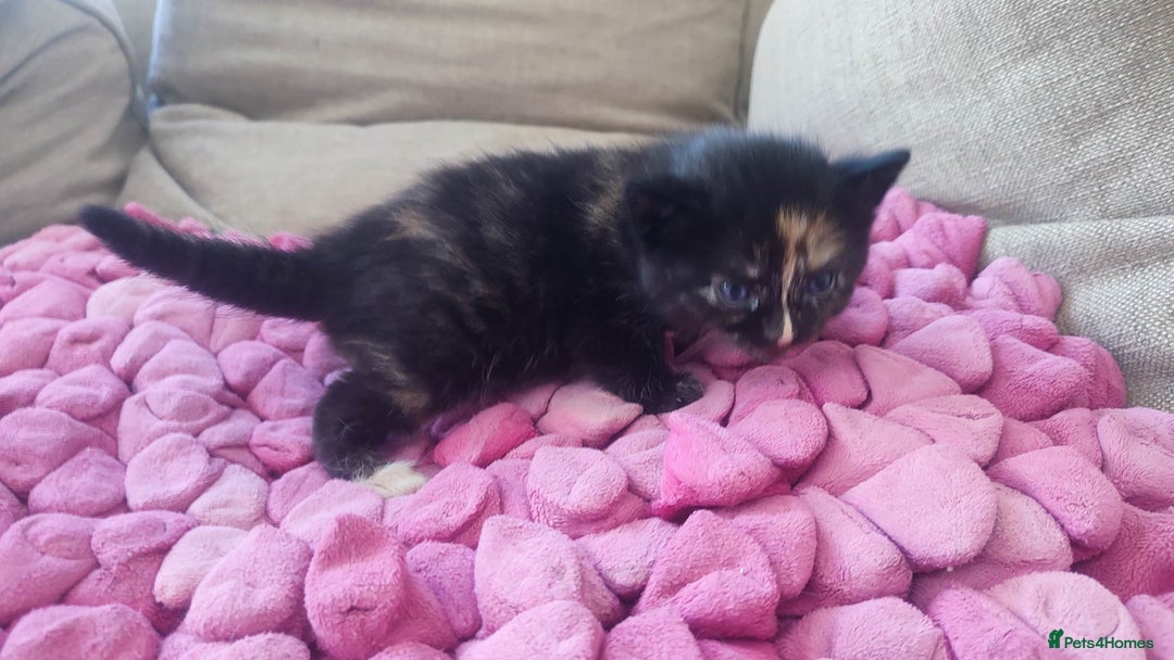 British Shorthair cats for sale: Adorable kittens  in Great Missenden - Image 19