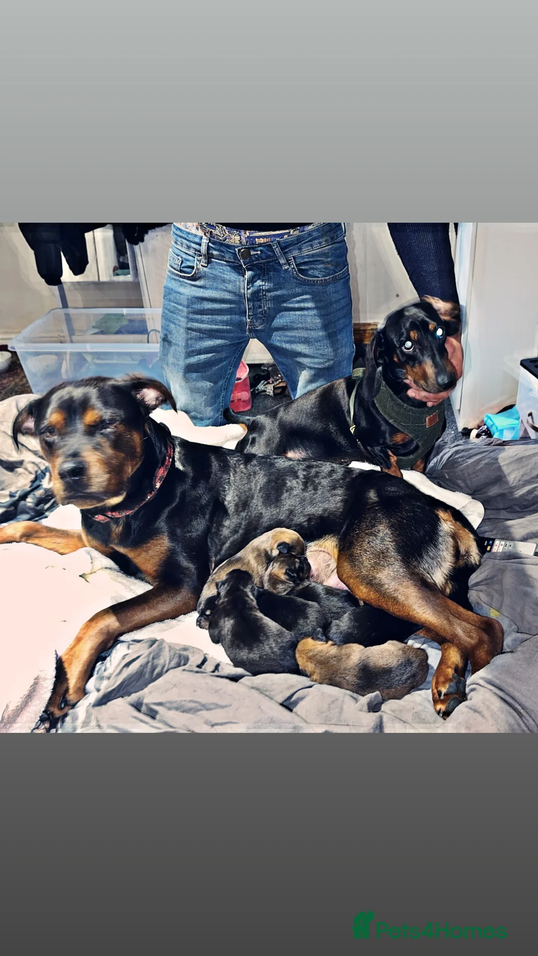 Mixed Breed dogs for sale: Rottweiler X dachshund mix - Advert 2