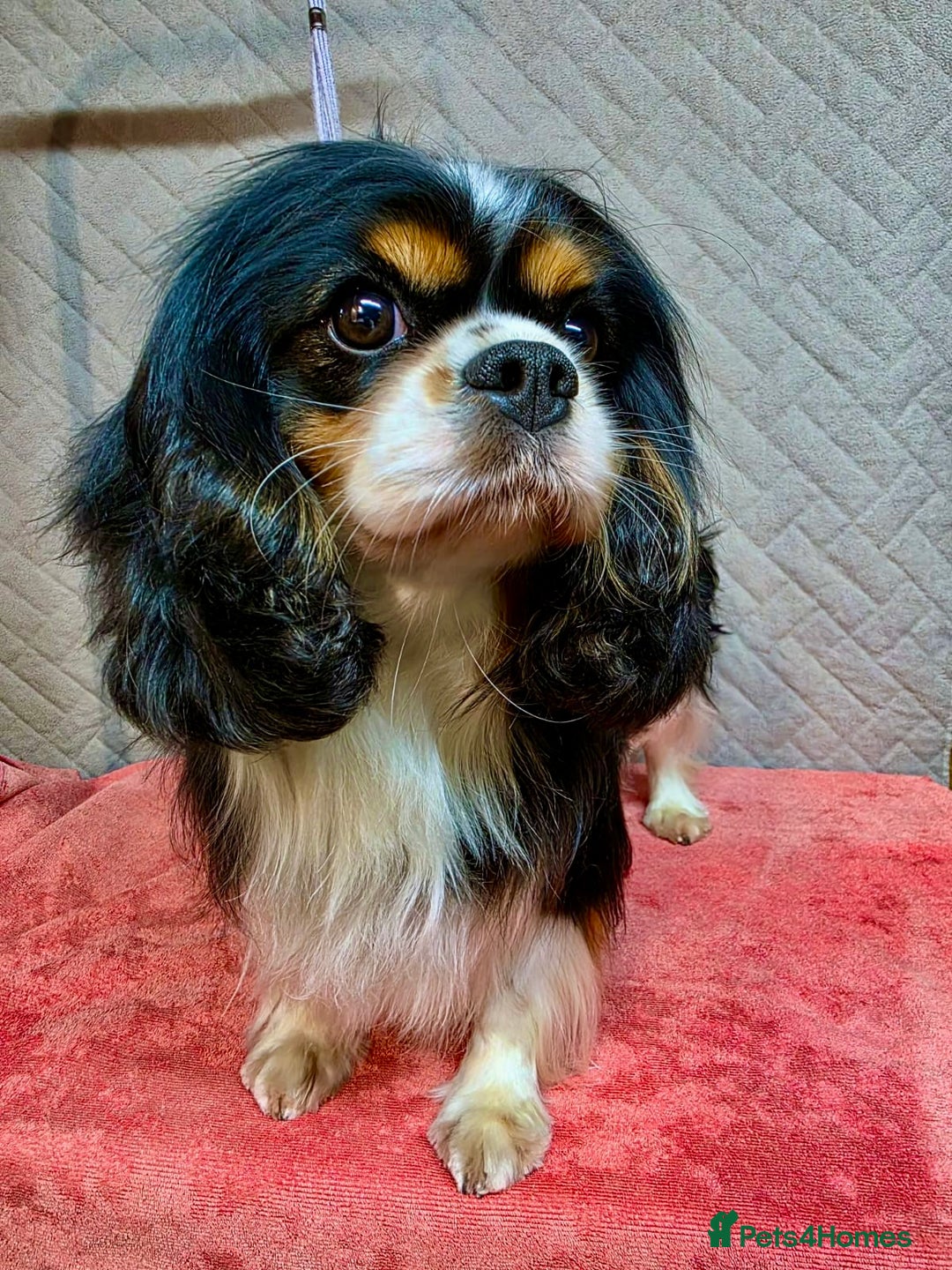 Cavalier King Charles Spaniel dogs for adoption: Dolce: The Dog They Left to Die in Silence - Image 4