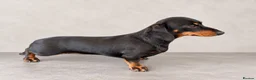 Miniature Dachshund dogs for sale: Stunning Kc registered Miniature Dachshund  - Advert 2