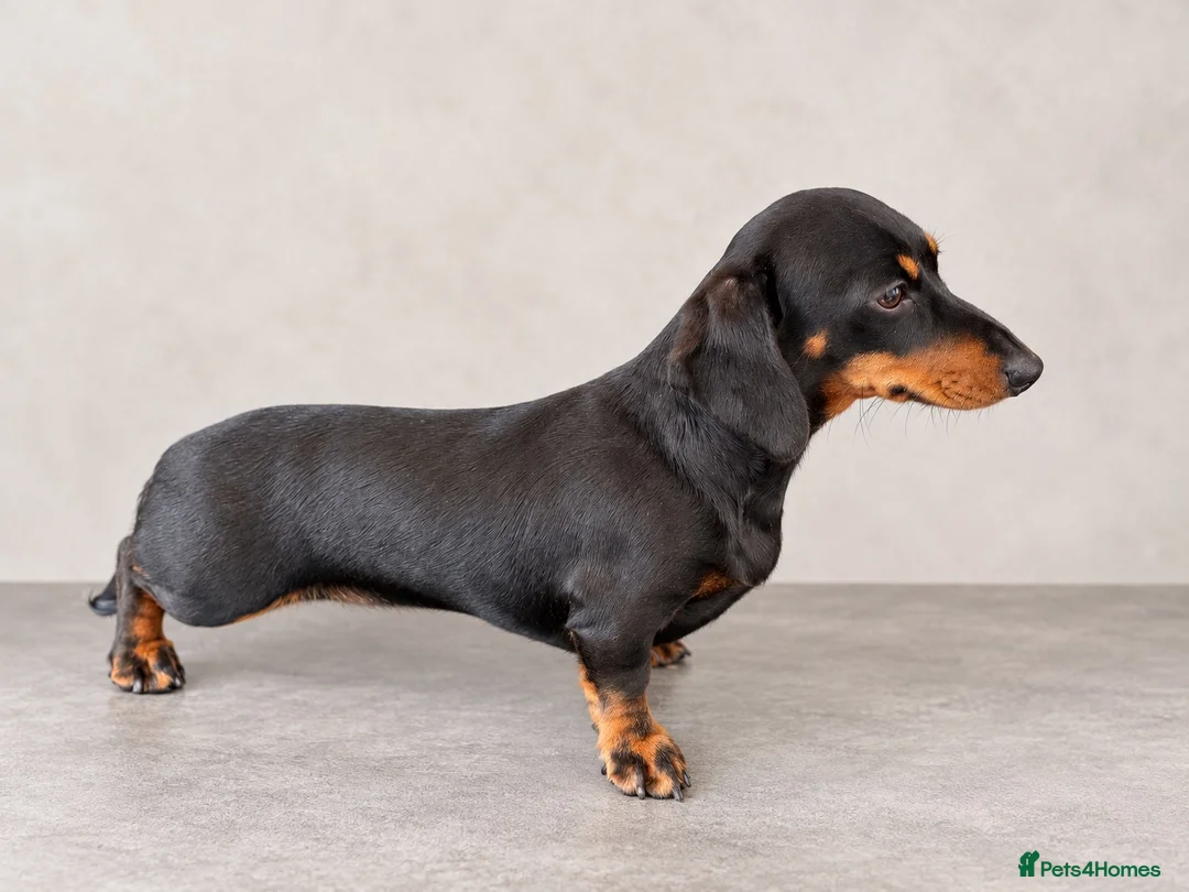 Miniature Dachshund dogs for sale: Stunning Kc registered Miniature Dachshund  - Advert 2