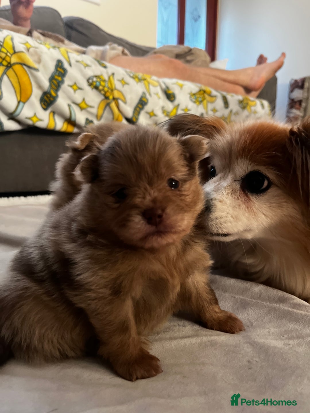 Pomeranian dogs for sale: Fluffy Pomeranian puppy’s MERLE & CHOCOLATE - Advert 10