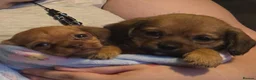 Mixed Breed dogs for sale: Mini schweenies ready to go - Advert 8