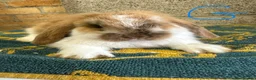 Mini Lop rabbits for sale: Mini Lop Rabbits For Sale - Advert 18