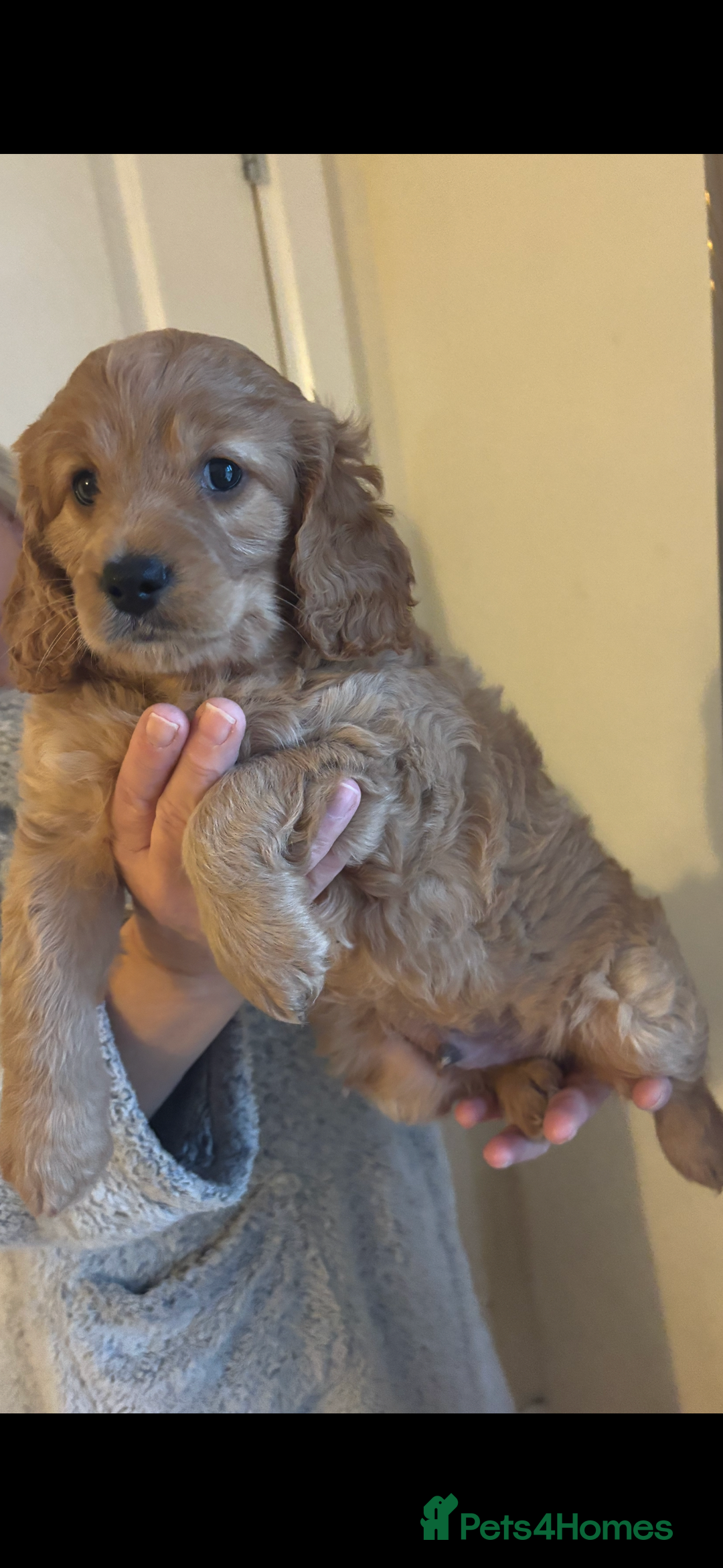 Cockapoo dogs for sale: Last cockapoo boy looking for his forever home ❤️ - Advert 4