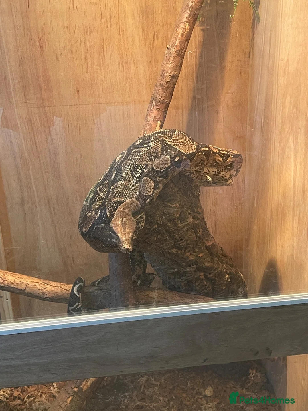 Boa Snake reptiles for sale: Boa constrictor  - Advert 2