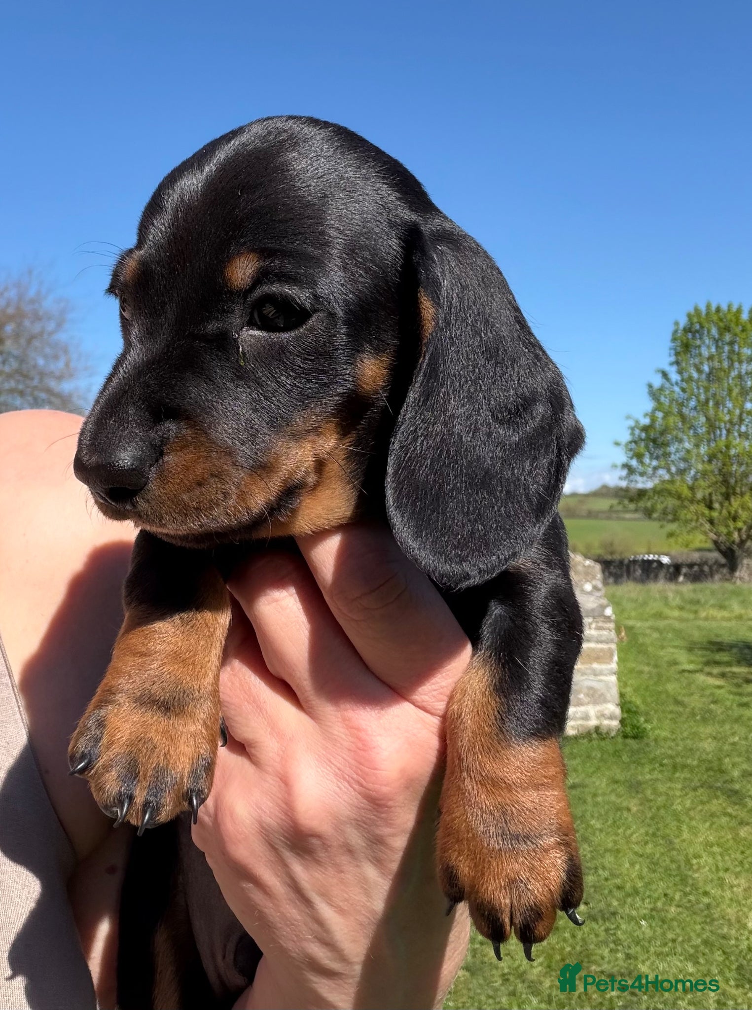 Miniature Dachshund dogs Meet Our Little Sausage Squad 🌭 - Advert 1