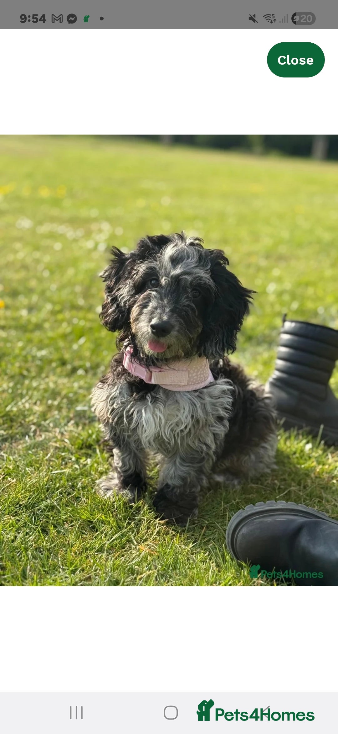 Cockapoo dogs Mabel - Advert 1