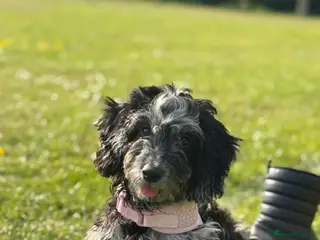 Cockapoo dogs Mabel - Advert 1
