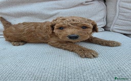 Goldendoodle dogs for sale: Beautiful F1B Goldendoodle Puppies DNA tested - Image 13