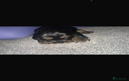 Cocker Spaniel dogs for sale: 2 boy cocker spaniel puppies  - Image 10