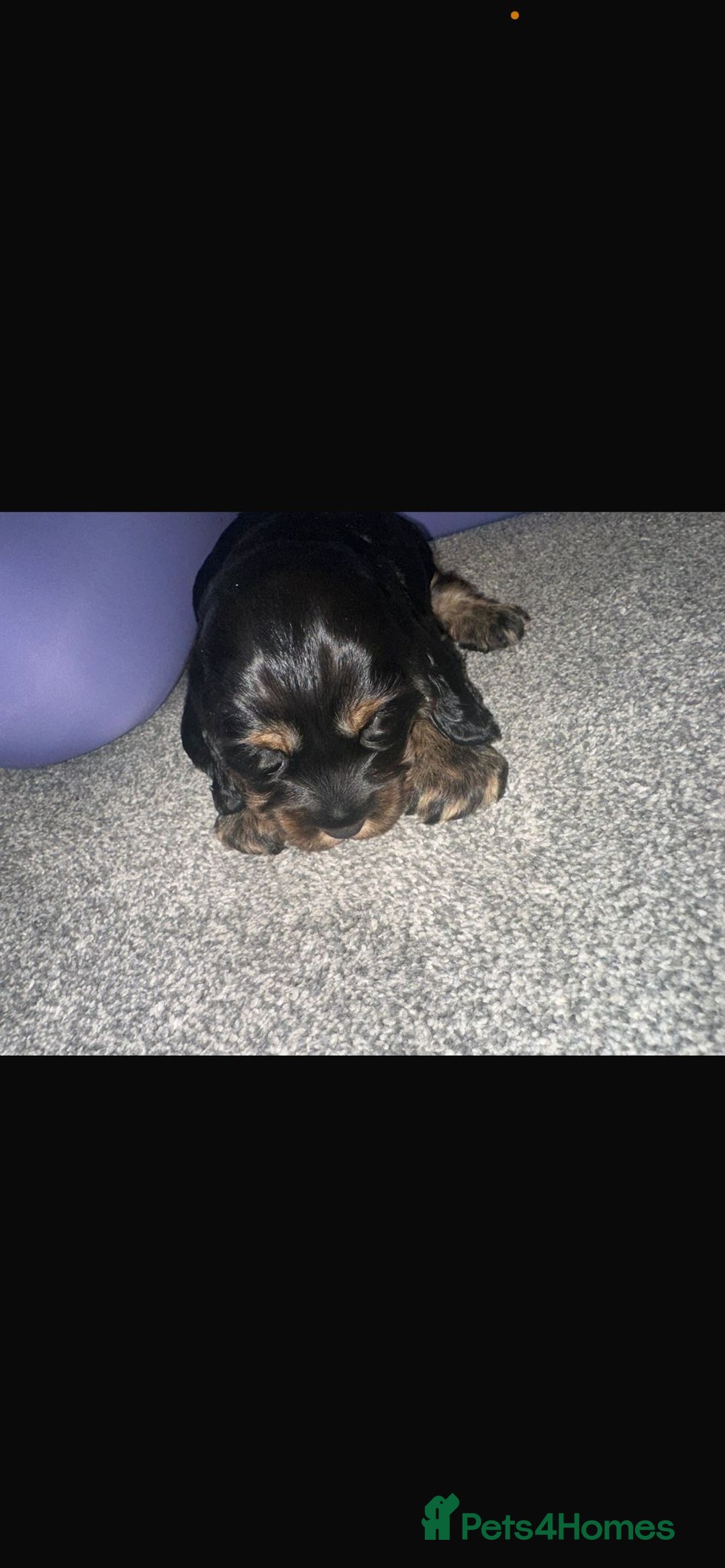 Cocker Spaniel dogs for sale: 2 boy cocker spaniel puppies  - Image 10