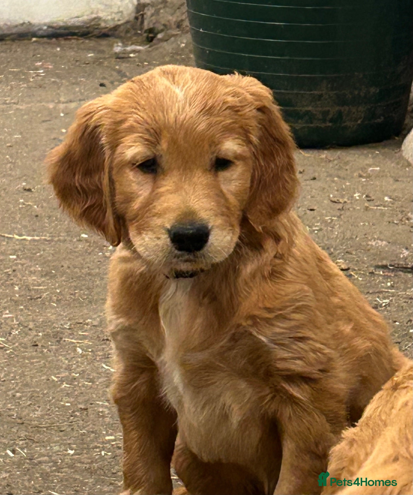 Golden Retriever dogs Golden retriever bitch puppy available  - Advert 12