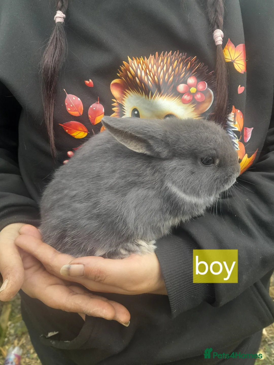 Mixed Breed rabbits for sale: 2 males 3 females £25 each in Yeovil - Advert 5