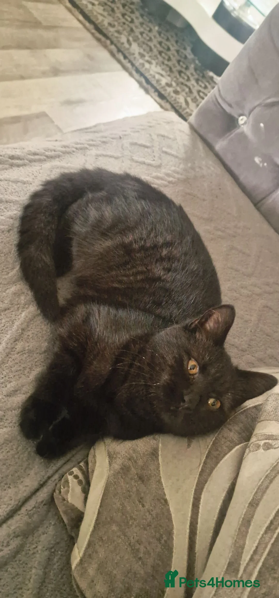 Mixed Breed cats for sale: Free kitten - Advert 5
