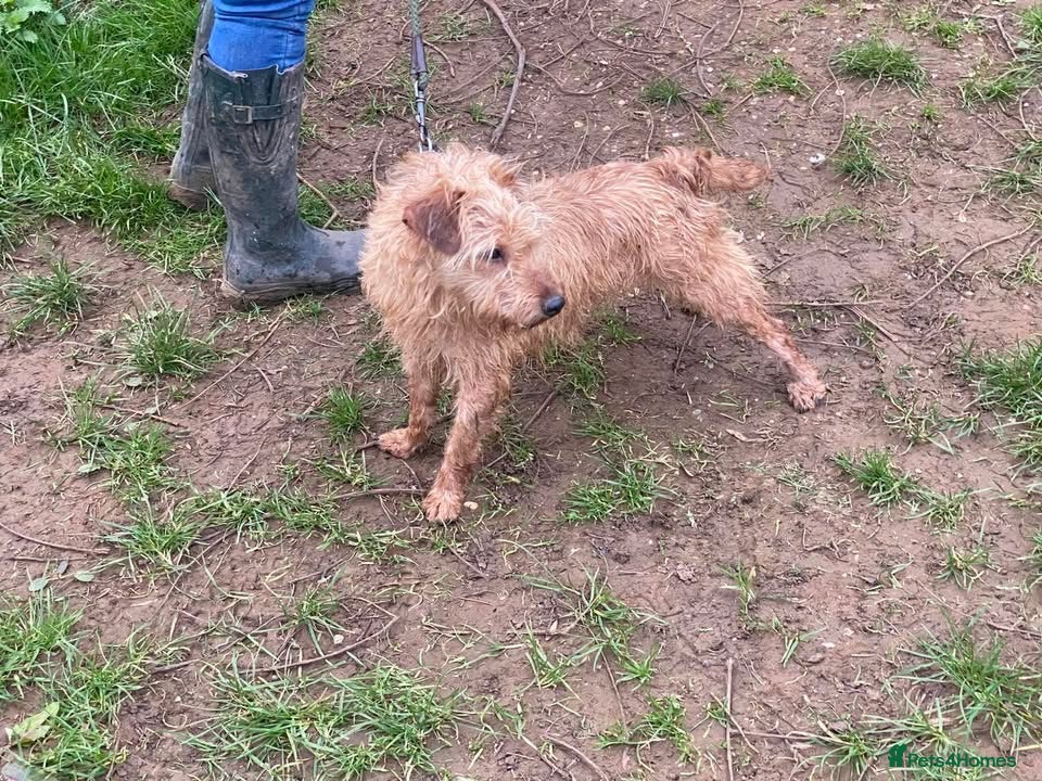 Lakeland Terrier dogs Lakeland terrier female  - Advert 2