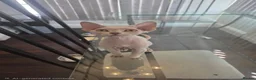 Devon Rex cats for sale: Darling Devons  in Waltham Cross - Advert 3