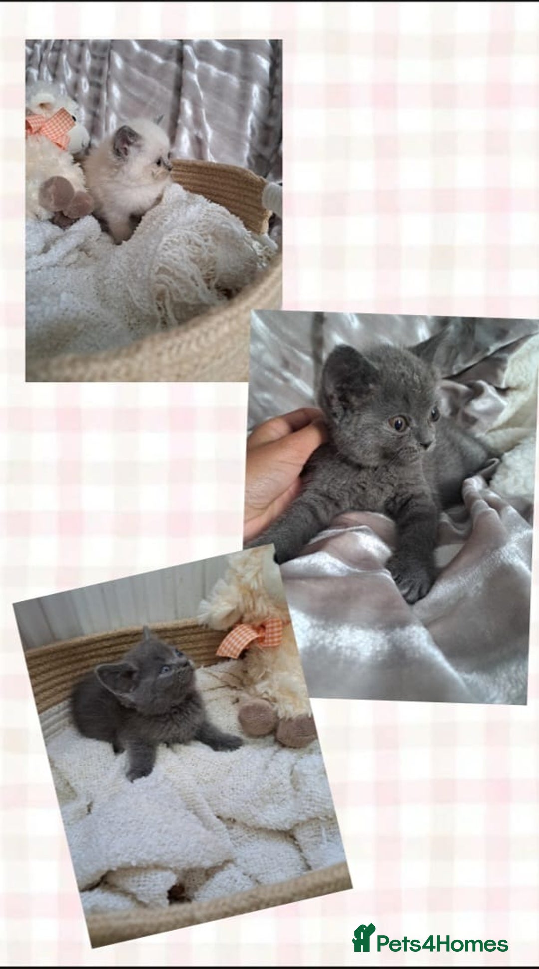 British Shorthair cats for sale: British shorthair kitten,  boy still available  - Image 6