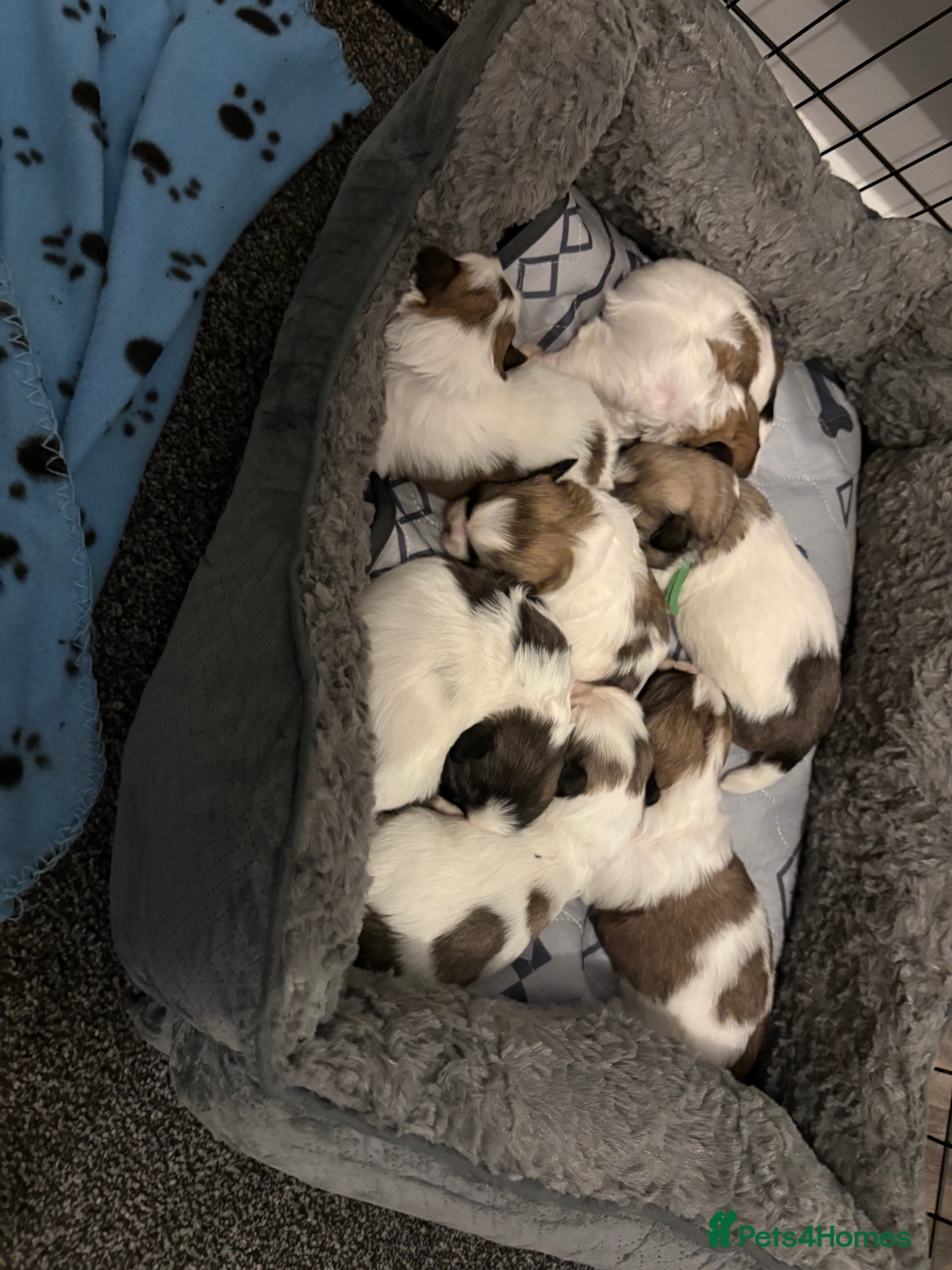 Shih Tzu dogs The Disney pups (Last boys left) - Advert 16