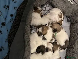 Shih Tzu dogs The Disney pups (Last boys left) - Advert 16