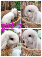 Mini Lop rabbits Mini lop - Advert 3
