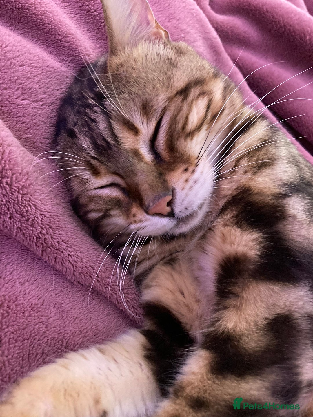 Bengal cats for sale: 🐾 Bengal Cat Alfie Looking for Forever Home 🐾 - Image 7