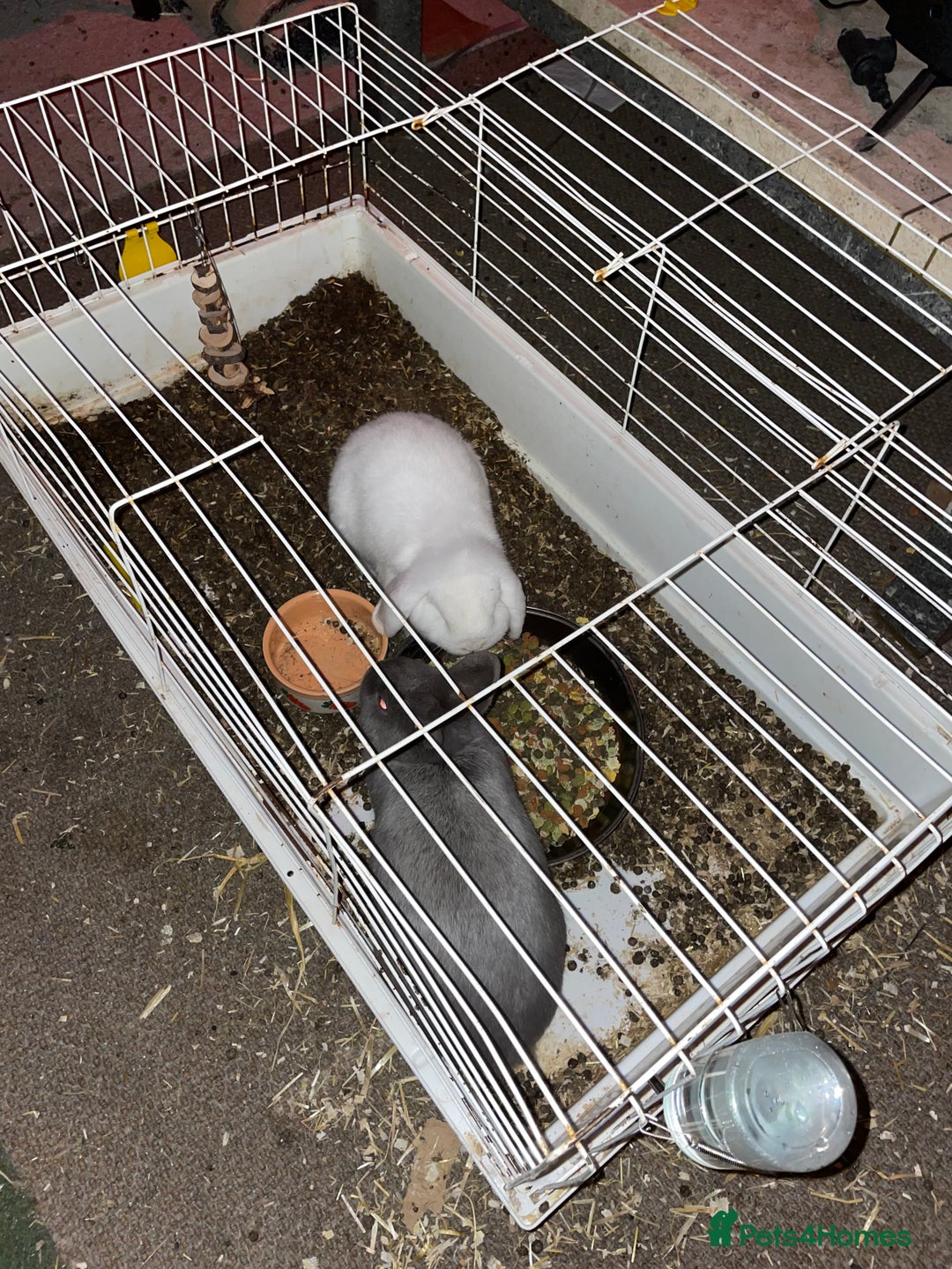 Mixed Breed rabbits for sale: 2 rabbits with cage - Advert 3
