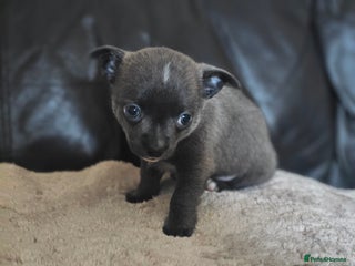 Chihuahua dogs Blue chiuaua boy - Advert 1