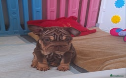 French Bulldog dogs for sale: Paris - Advert 3
