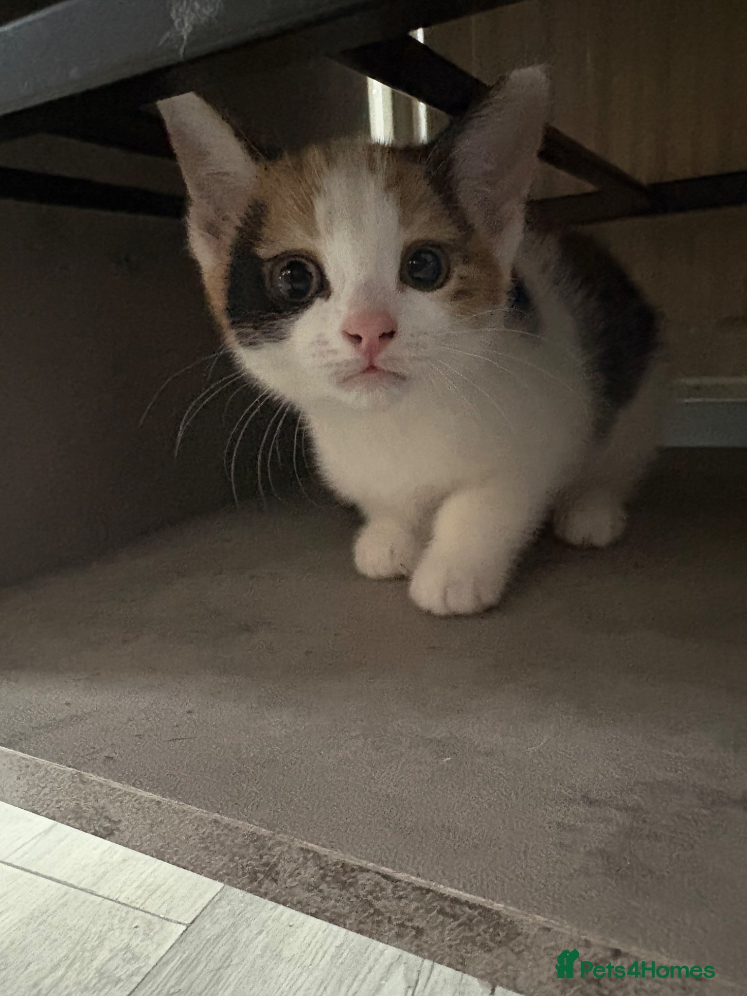 Aegean cats Aegean Kittens looking for forever home ❤️ - Advert 1