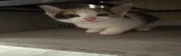 Aegean cats for sale: Aegean Kitten Female looking for forever home ❤️ - Advert 4