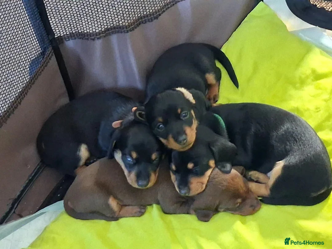 Miniature Dachshund dogs for sale: Minature dachshund puppies - Advert 3