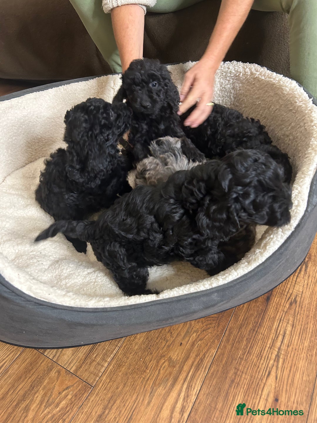 Cockapoo dogs for sale: ONLY 2  LEFT OUTSTANDING TINY MINITURE COCKAPOOS  - Image 17