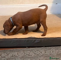 Labrador Retriever dogs - Advert 5