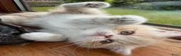Exotic cats for sale: Exotic kittens two female  - Advert 5
