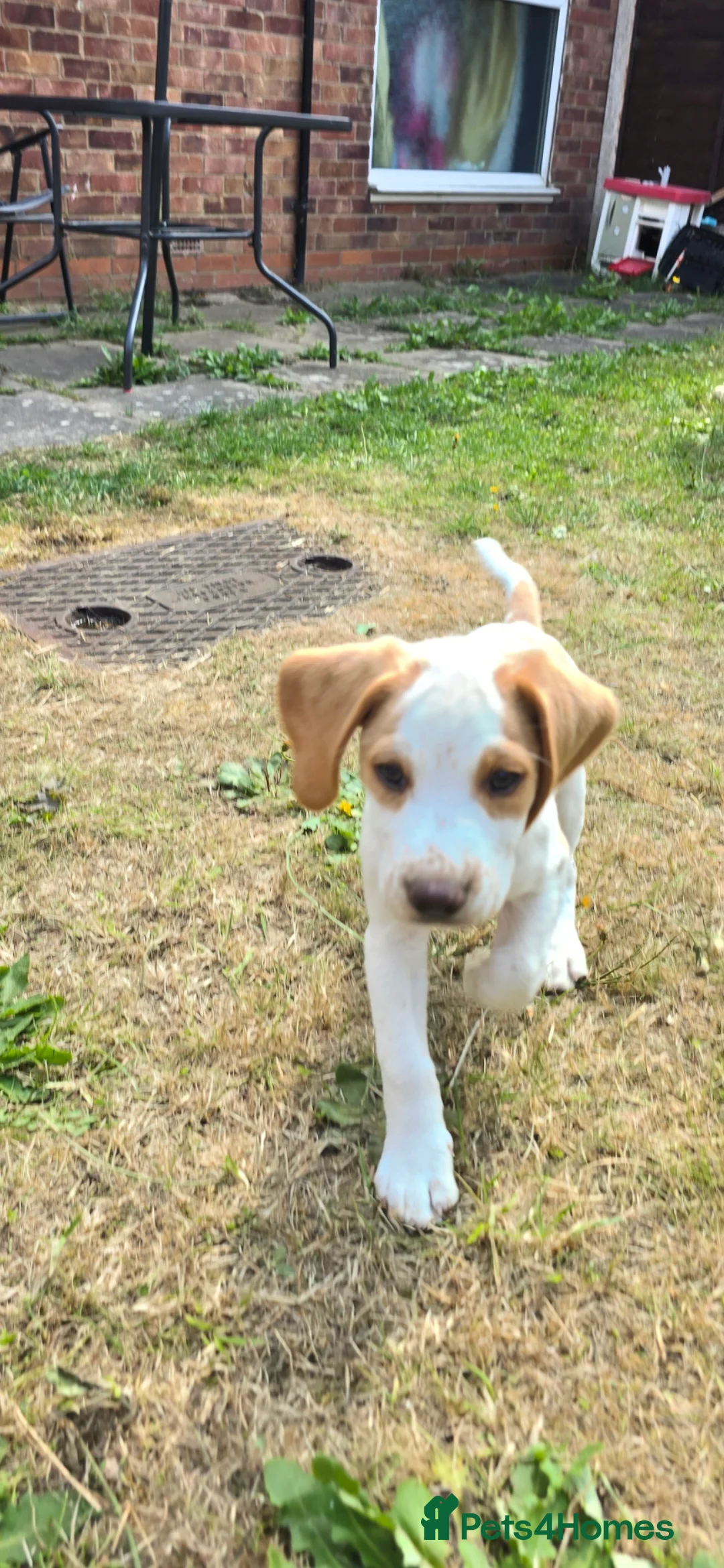 Beagle dogs for sale: Beagle in Scunthorpe - Advert 6